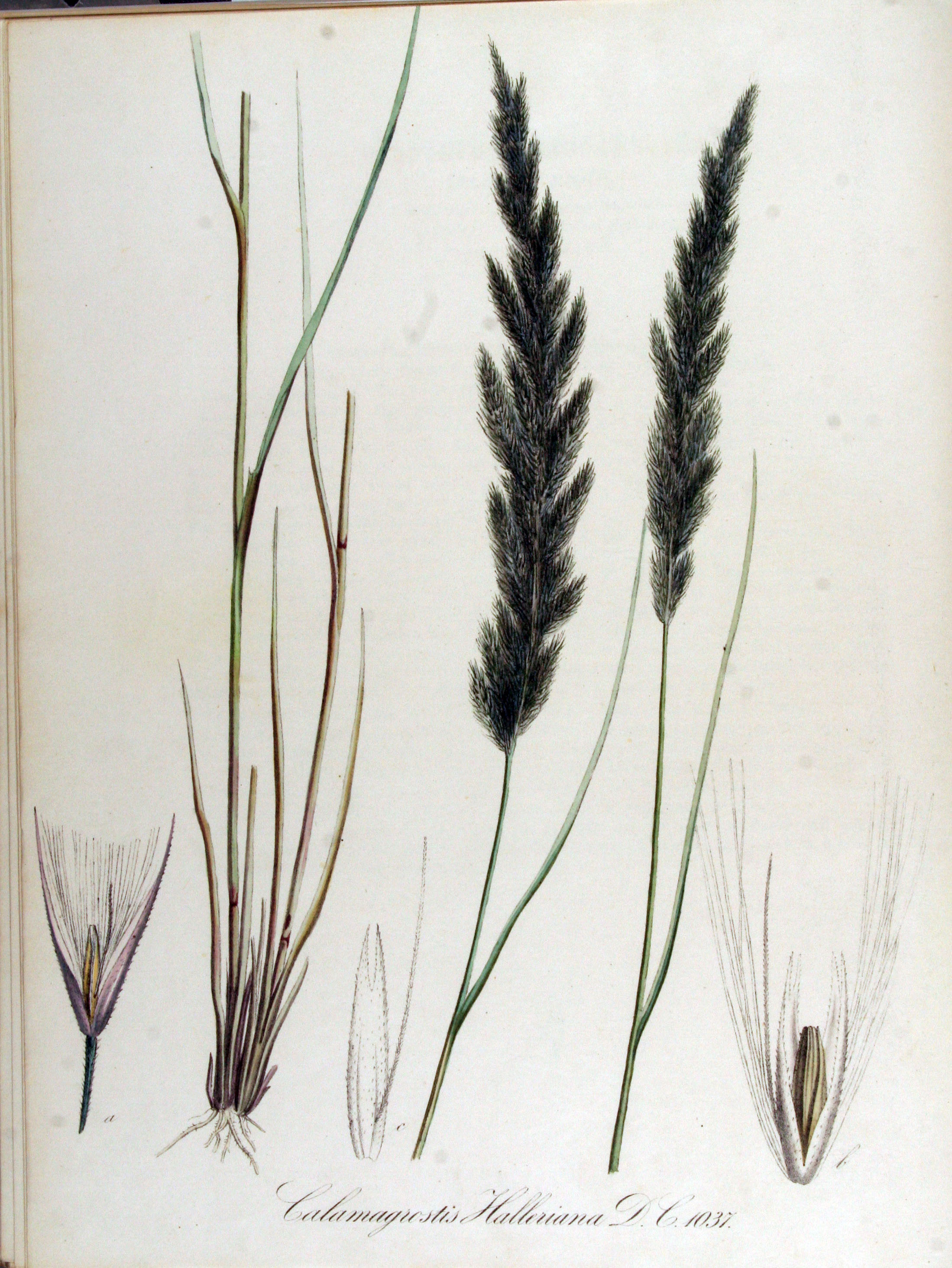 Calamagrostis pseudophragmites, (Haller f.) Koeler, 1802 - Calamagrostide faux-phragmite | Sandre 